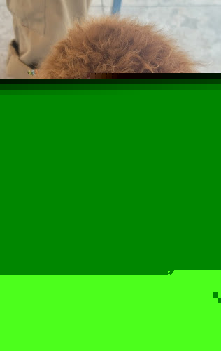 Goochie Pooch & Cats Too