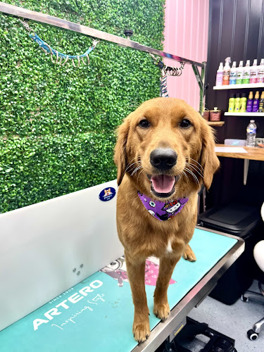 Good Vibes Dog Grooming LLC
