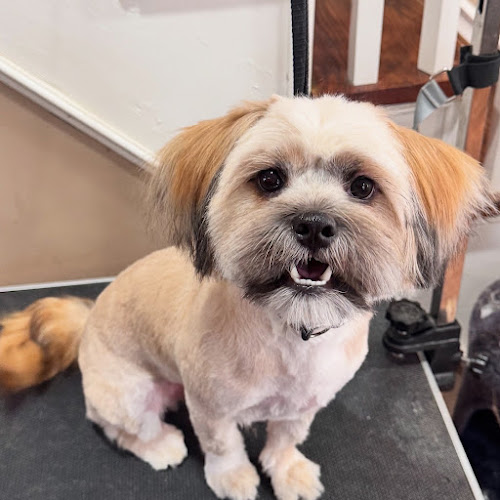 Gordon Groom and Pet Care Service