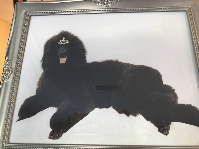 Gracie's Grooming & Kennel