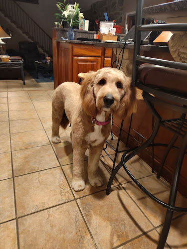 Grandview Grooming, LLC