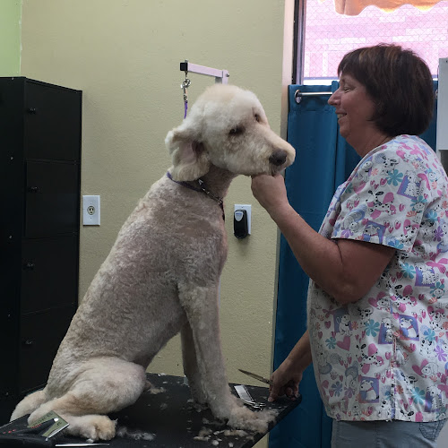 Green Bulldog Dog Wash and Spa