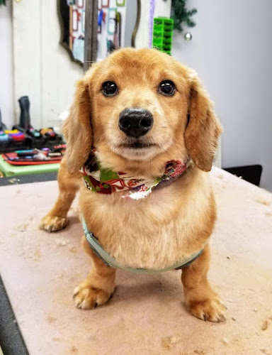 Green Collar Grooming llc