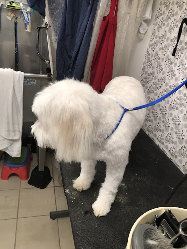 Greenland Pet (Grooming, Boarding and Supplies)