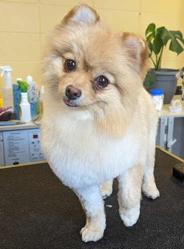 Groom at Home Pet Services