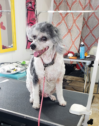 Groom & Bloom Pet Grooming