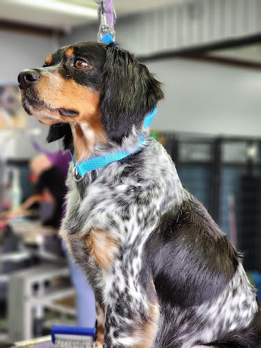 Groom My Friend, Elk River