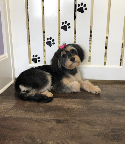 Groom To Bloom Dog Salon