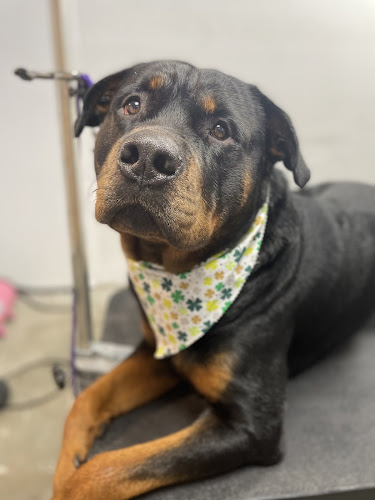 Groomed By Becca RI LLC