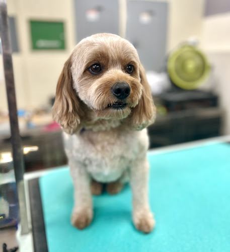 Groomer19 & Friends Pet Salon