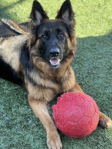 GROOMINDALE'S OF ARLINGTON LLC