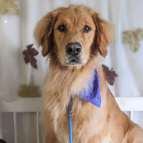 Grooming By Katie,LLC