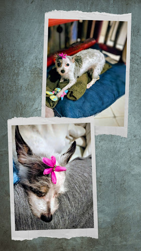 Grooming near me by Rhonda