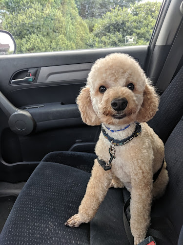 Grooming Room & Pet Suites