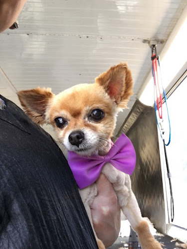 Grooming Stars - Mobile Dog Grooming