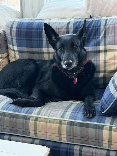 Groomingdale's Pet Salon and Spa