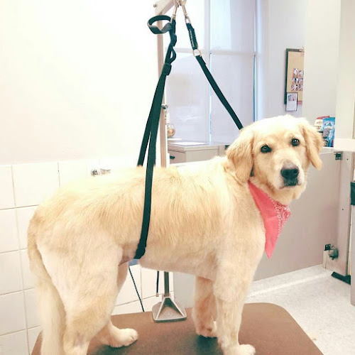 Groomingdale's Pet Spa