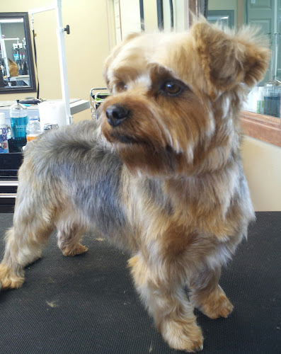 Groomingdale's Salon & Paw*tique