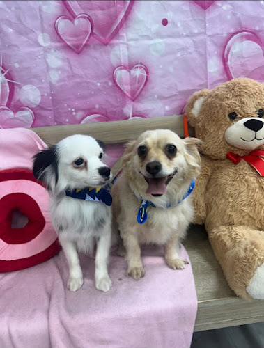 Groomology West Pet Salon & Spa