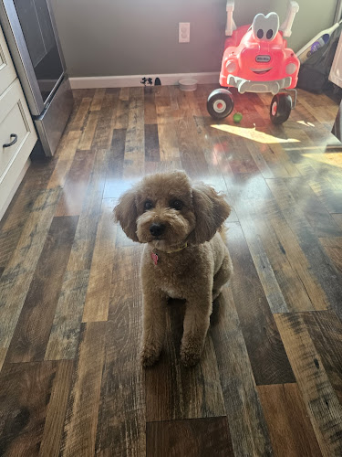 Groomsville Dog Grooming