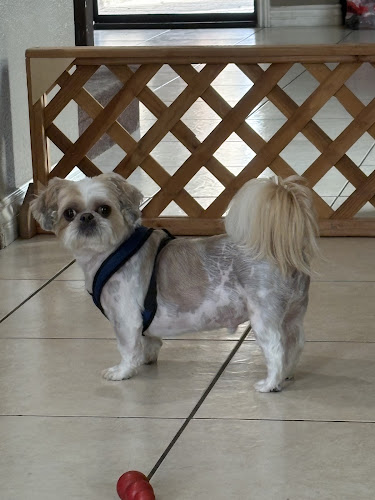 Grubby Dogs Pet Grooming