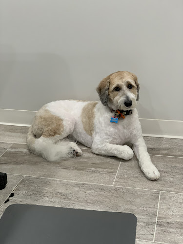 Hair N Dipity Pet Salon