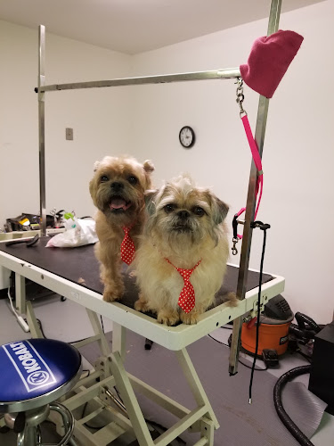 Hair Of The Dog Grooming Llc