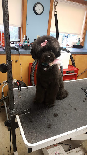 Hair of The Dog Grooming Paw-lor