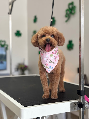 Hair of the Dog Grooming Studio