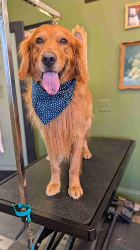 Hairy Styles Pet Grooming