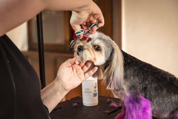 Hall of Fame Grooming Salon