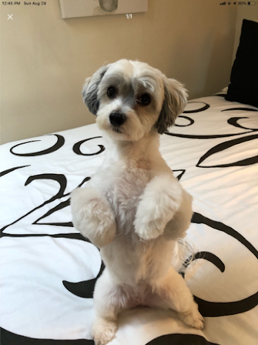 Hampton Mobile Groomer Ltd.