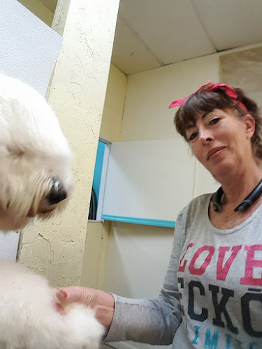 Hands To Paws Grooming