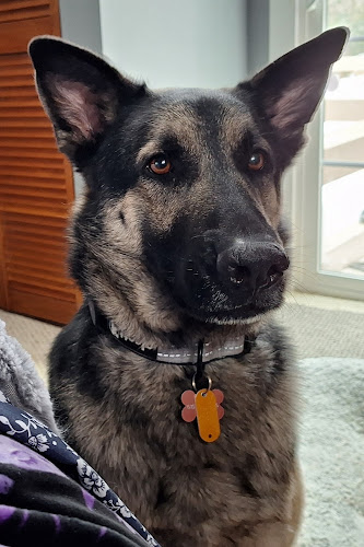 Hanna's Bed and Biscuit, inc.