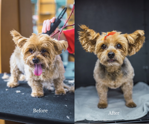 Happy And Lucky Pet Salon And Mobile Grooming.