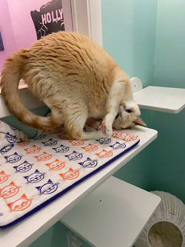 Happy Cat Hotel & Spa Westchester