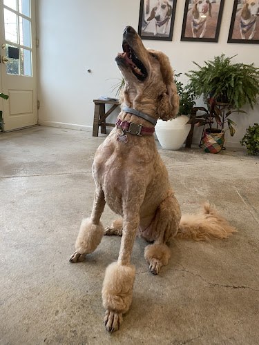 Happy Dog Baltimore & Spa