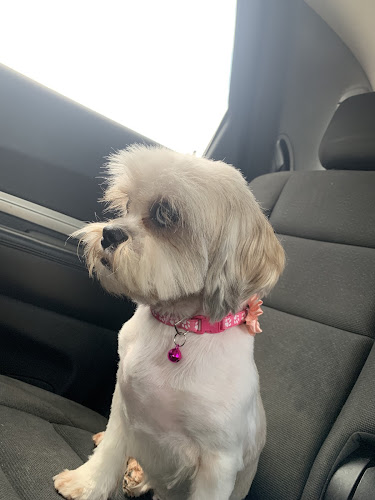 HAPPY DOG BATHING AND GROOMING