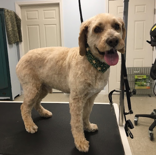 Happy Dogs Grooming Salon