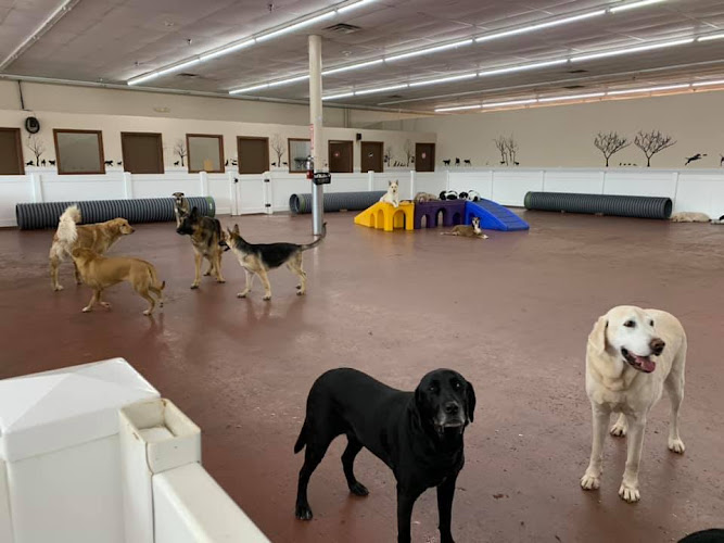 Happy Hound Dog Resorts