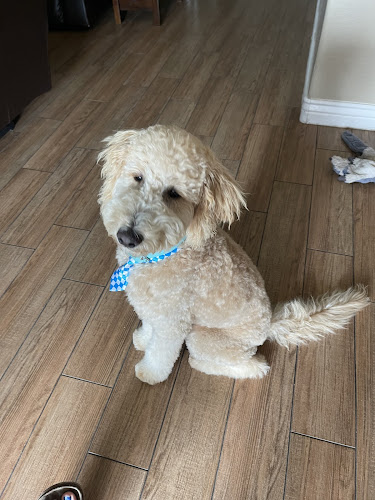 Happy Hounds Grooming Salon