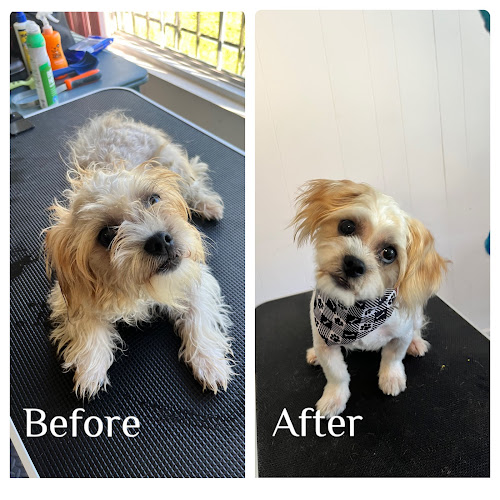 Happy Paw Spa Dog Grooming