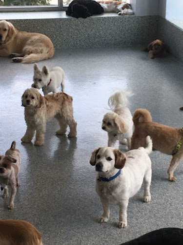 Happy Pawz | Dog Grooming, Boarding, Mobile Grooming, Daycare and Training