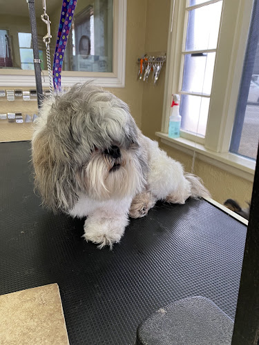 Happy Pooch Professionals