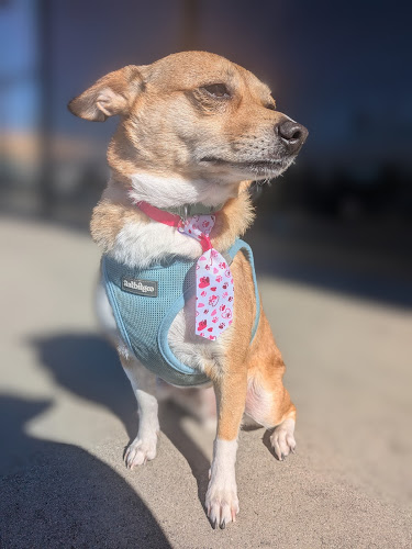 Happy Puppy Grooming