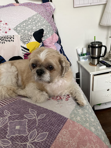 Happy Spa Dogs Mobile Grooming