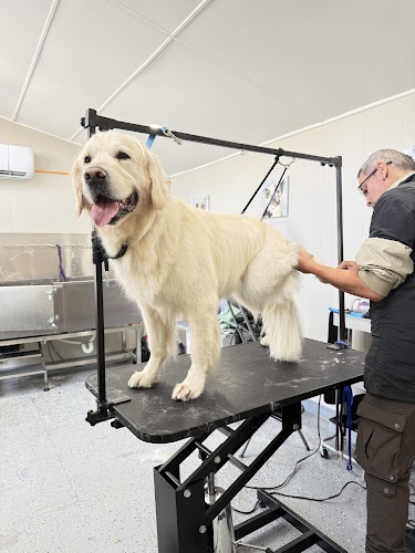Happy Tail Happy Dog | Dog Daycare, Boarding & Grooming