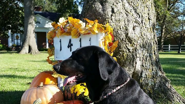 Happy Tails Groom & Board