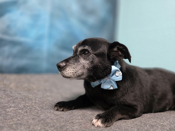 Happy Tails Groomers