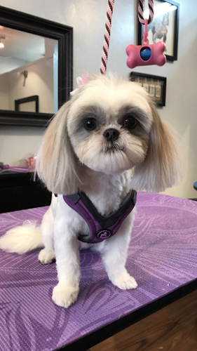 Happy Tails Holistic Pet Grooming